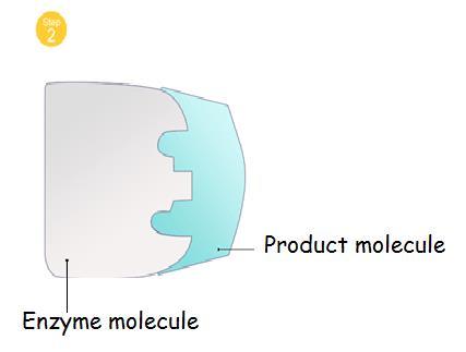 Synthesis enzyme - Build-Up Reaction