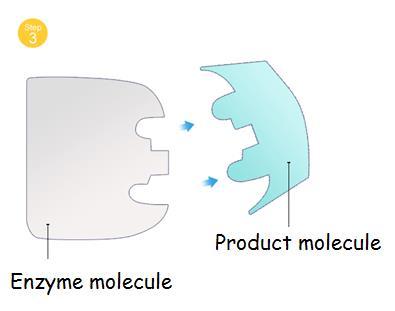 enzyme brings about the building up