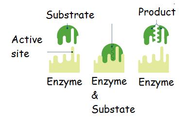 Degradation enzyme- Breakdown reaction Image BBC Bitesize In this reaction, the enzyme promotes the breakdown of a complex substrate into small, simpler products.