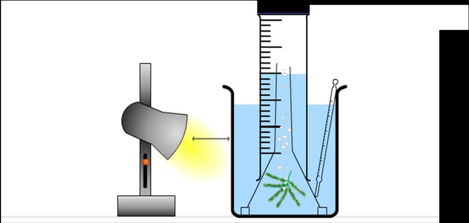 Apparatus to measure the rate of photosynthesis by production of oxygen: Lamp to provide light for photosynthesis Measuring cylinder to collect and measure the volume of gas produced Oxygen bubbles
