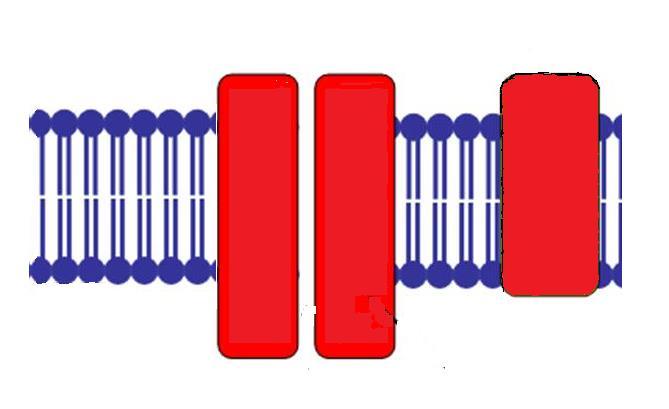 Cell membrane The cell membrane forms the outer boundary of a cell and it is made of lipids and proteins. The structure of the cell membrane is shown below.