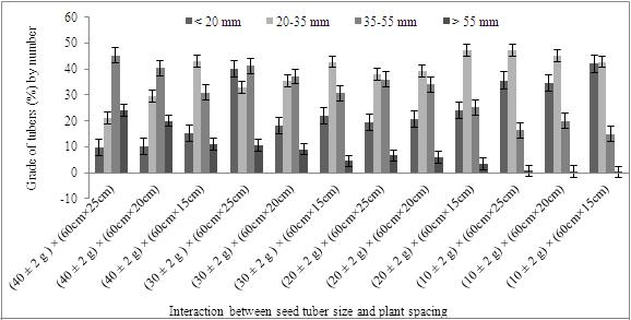 28 Yield and Economic Return of Seedling Tuber Derived from True Potato Seed as Influenced by Tuber Size and Plant Spacing Figure 7.