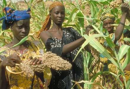 Sorghum Sorghum is able to grow well in the very hot, dry regions of tropical Africa and central India.