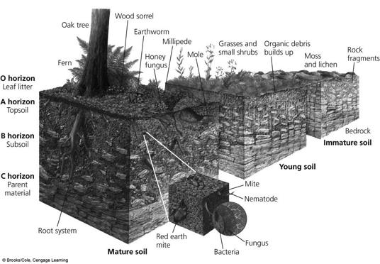 Soil Formation and Generalized Soil Profile A Closer Look at Industrialized Crop Production Green