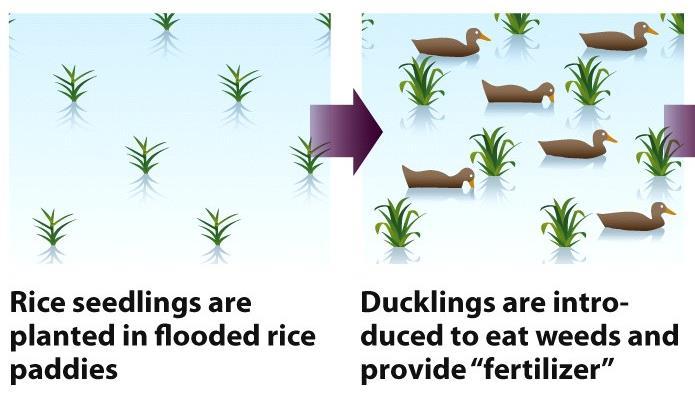 paddies. Problems to overcome 1. Adult ducks eat seeds before the seeds have a chance to grow. 2.