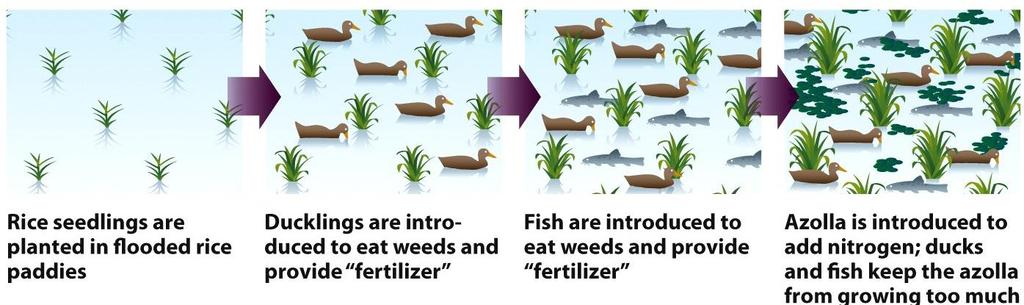 The natural world holds answers to some environmental problems Self-regulating, multiplespecies system naturally meeting the needs of a farm ecosystem.