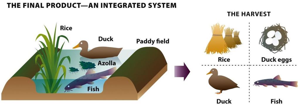 In addition to the ducklings, fish can also be raised in the rice paddies. They eat the azolla and provide an additional food crop.