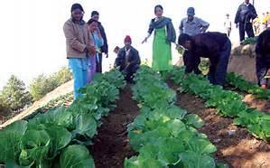 Agriculture Development of Agriculture Traditional