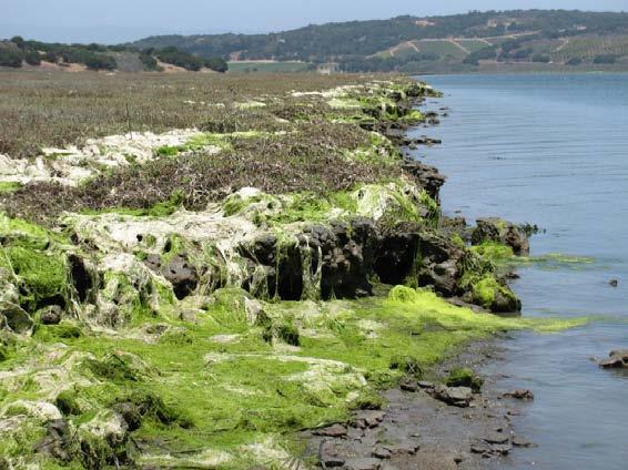 The Elkhorn Slough Foundation (ESF) is a community-supported non-profit land trust whose mission is to conserve and restore the Elkhorn Slough and its watershed.