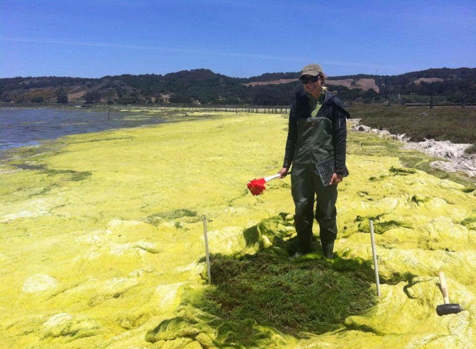 Slough researcher stands on a small patch of salt marsh surrounded by