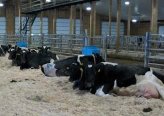 Transition Cow Environment: Behavior and Health Responses Overcrowding bunk (>80-90%) in close-up pen reduces feed intake increases DA incidence reduces milk