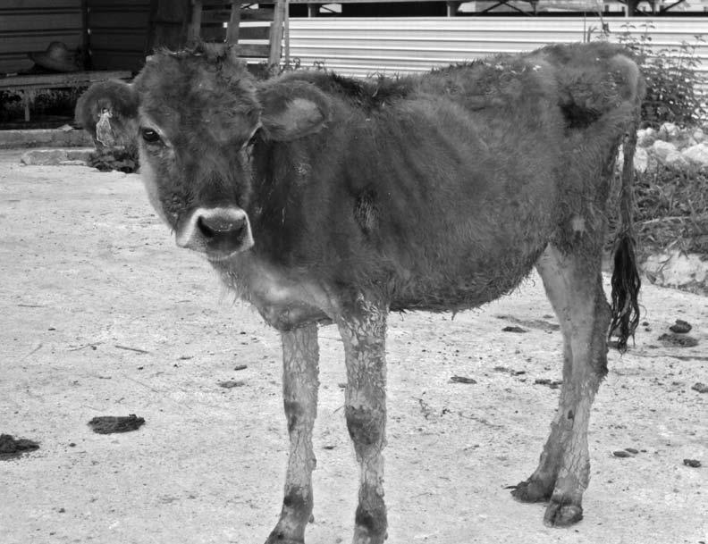 13 Post-weaning management of dairy heifers 179 A very poorly reared Jersey heifer in Malaysia. Weaned growing heifers require less attention than milk-fed calves and milking cows.
