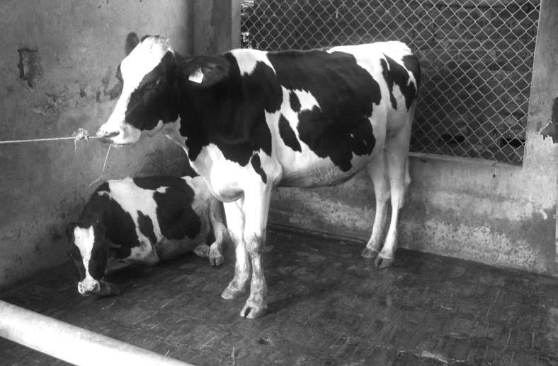 180 Rearing Young Stock on Tropical Dairy Farms in Asia A well-reared pregnant Friesian heifer in Vietnam. The onset of puberty is related to weight rather than age.