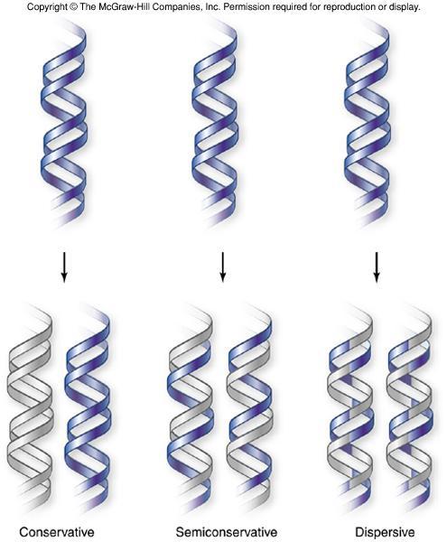 DNA Replication Matthew Meselson & Franklin Stahl, 1958 investigated process of DNA replication