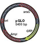 Our plasmid: PGLO is a genetically engineered plasmid that contains three gene groups of interest: 1. Bacterial genes for resistance to the antibiotic ampicillin (Amp). 2.
