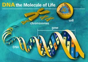 What we ve learned so far Cells make proteins Genetic information is passed on through chromosomes Compacted DNA and proteins=