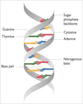 X-ray interpretation DNA has: Double helix structure Backbone of alternating phosphate and