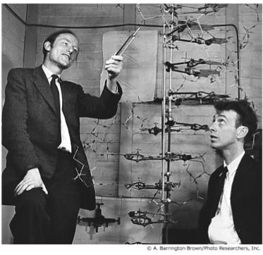 1953 James Watson & Francis Crick Inspired