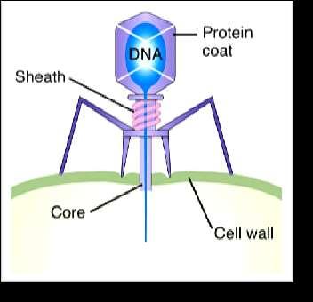 proteins, are the molecules of genetic inheritance