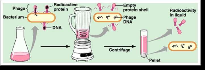 The Blender Experiments Phages grown with radioactive 35 S which gets added to proteins.