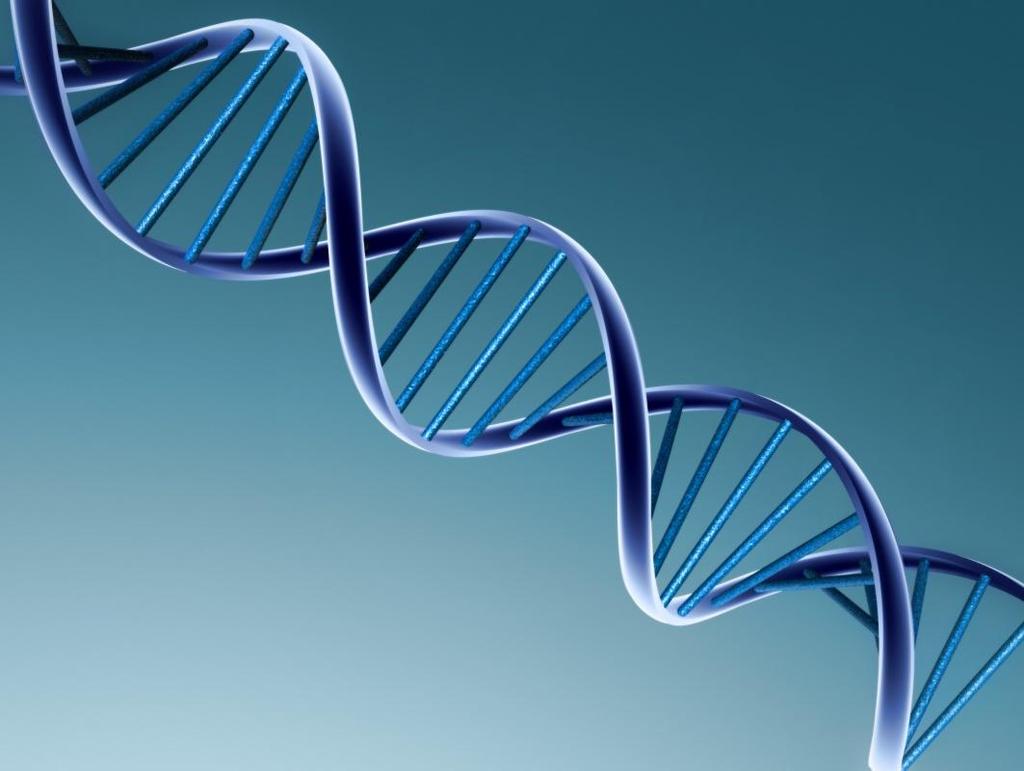 Double Helix A DNA molecule is shaped like a spiral