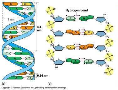 Nitrogenous Bases In DNA, each nucleotide has the same sugar molecule and phosphate group, but the nucleotide can