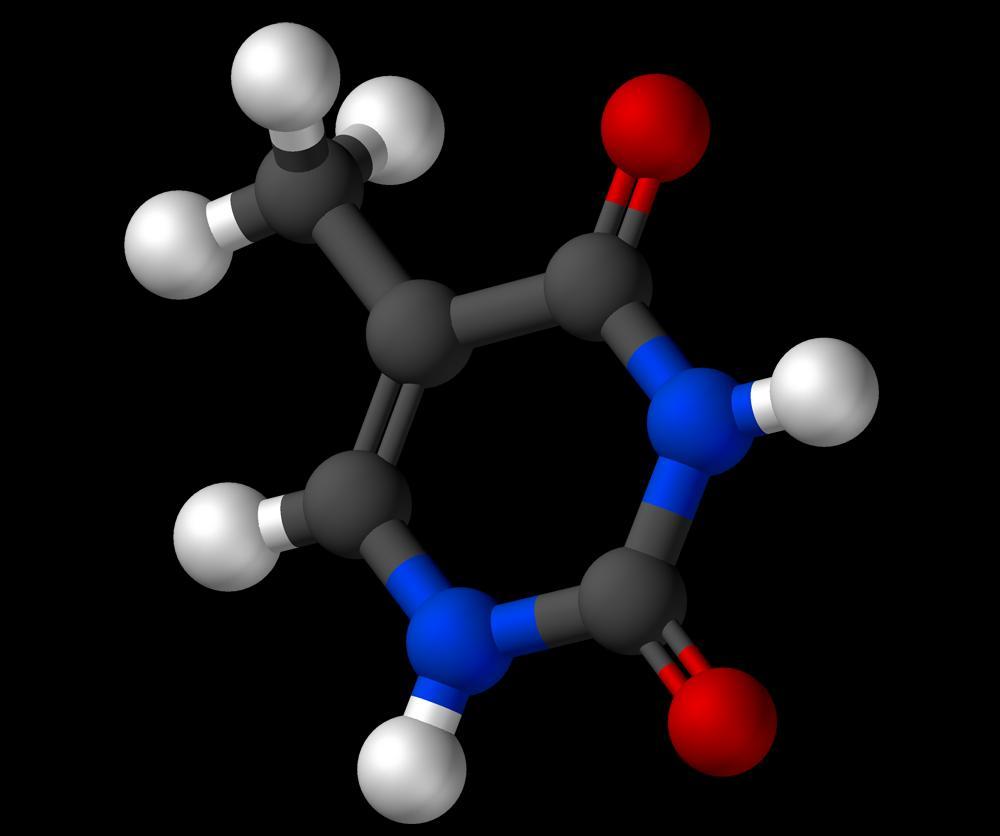 Thymine (T) One of the four nucleobases in the nucleic acid of DNA.