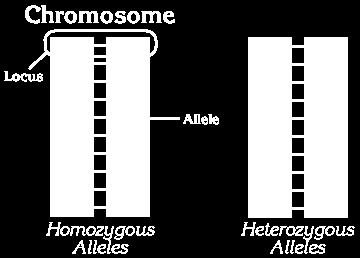 History Alleles are a certain form of a gene.