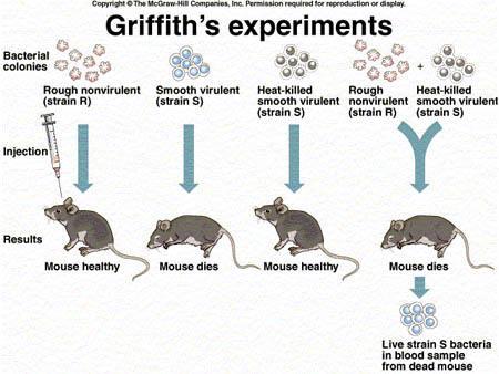 Griffith discovered that when harmless live bacteria were mixed with