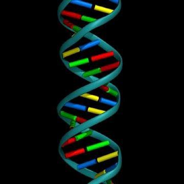 The Shape of DNA A DNA molecule is shaped like a spiral staircase and is composed of two parallel strands of linked