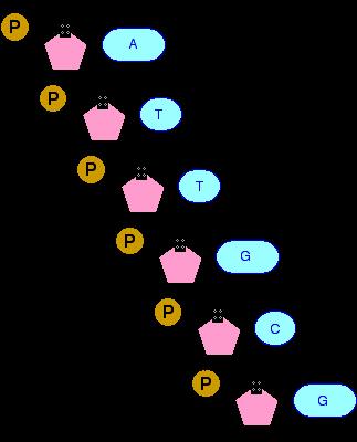 The Shape of DNA, Phosphate Group The phosphate groups and the sugar