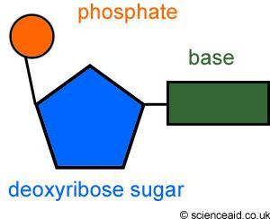 The Shape of DNA, Deoxyribose The five-carbon sugar in DNA is called