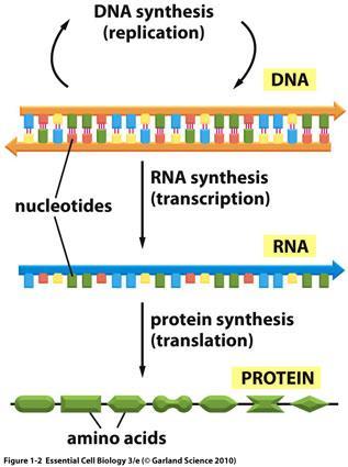 RIBOSOMAL RNA: (rrna) globular form of RNA that makes up ribosomes, along with protein a. Single strand 100-300 nucleotides long b.
