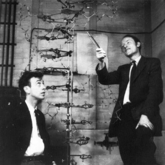 James Watson and Francis Crick-In 1953, first to put together a model of DNA relied heavily on the work of other scientists