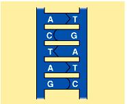 Each nucleotide is a single 3-part unit consisting of 1 deoxyribose, 1 phosphate group, and 1 nitrogencontaining base. 4.