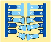 DNA unwinds from double helix and unzips (splits) down the center when bonds between the