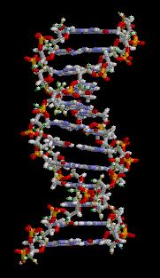 Key aspects of model a. Double-stranded (2 DNA strands) i.