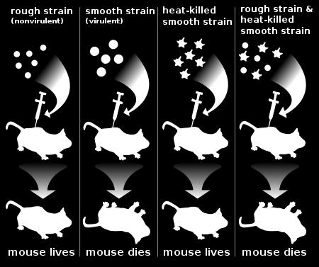 Heat-killed S strain + mice alive mice 4.