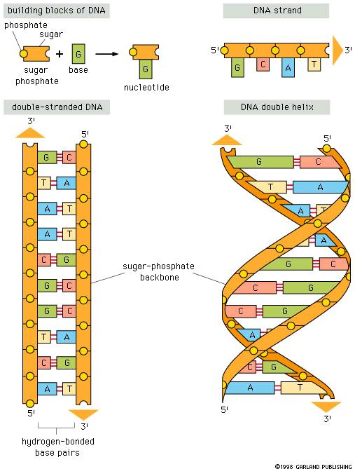DNA is a Double Helix Sugar and phosphate form the backbone covalently bonded to each other ("phosphodiester bonds")