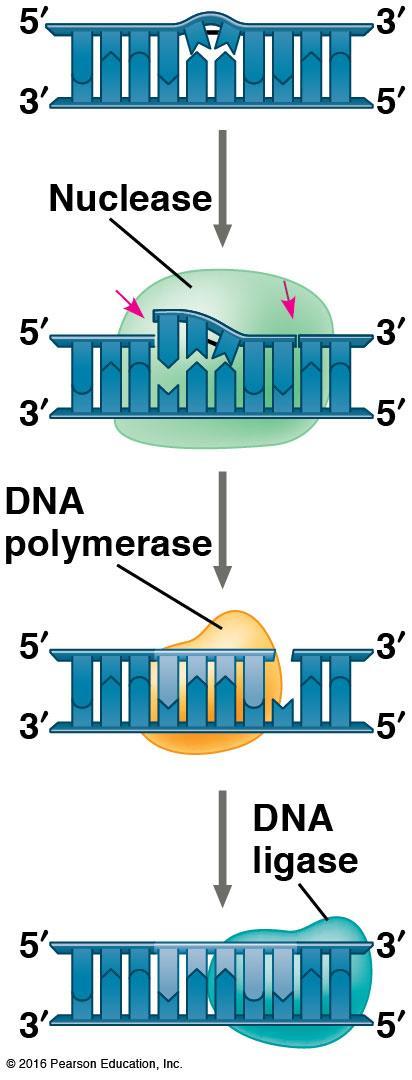 10 billion nucleotides Mismatch repair: special enzymes fix