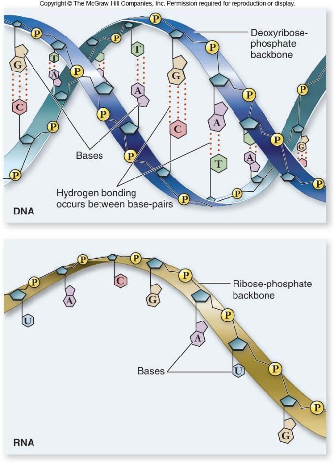 RNA (Ribonucleic Acid) and Transcription Structure of RNA # of strands Type of Sugar DNA RNA
