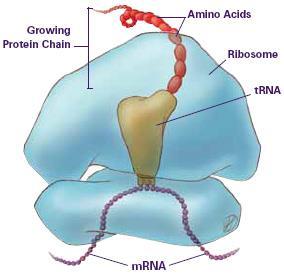 Transfer RNA (trna) a. Single folded strand b.