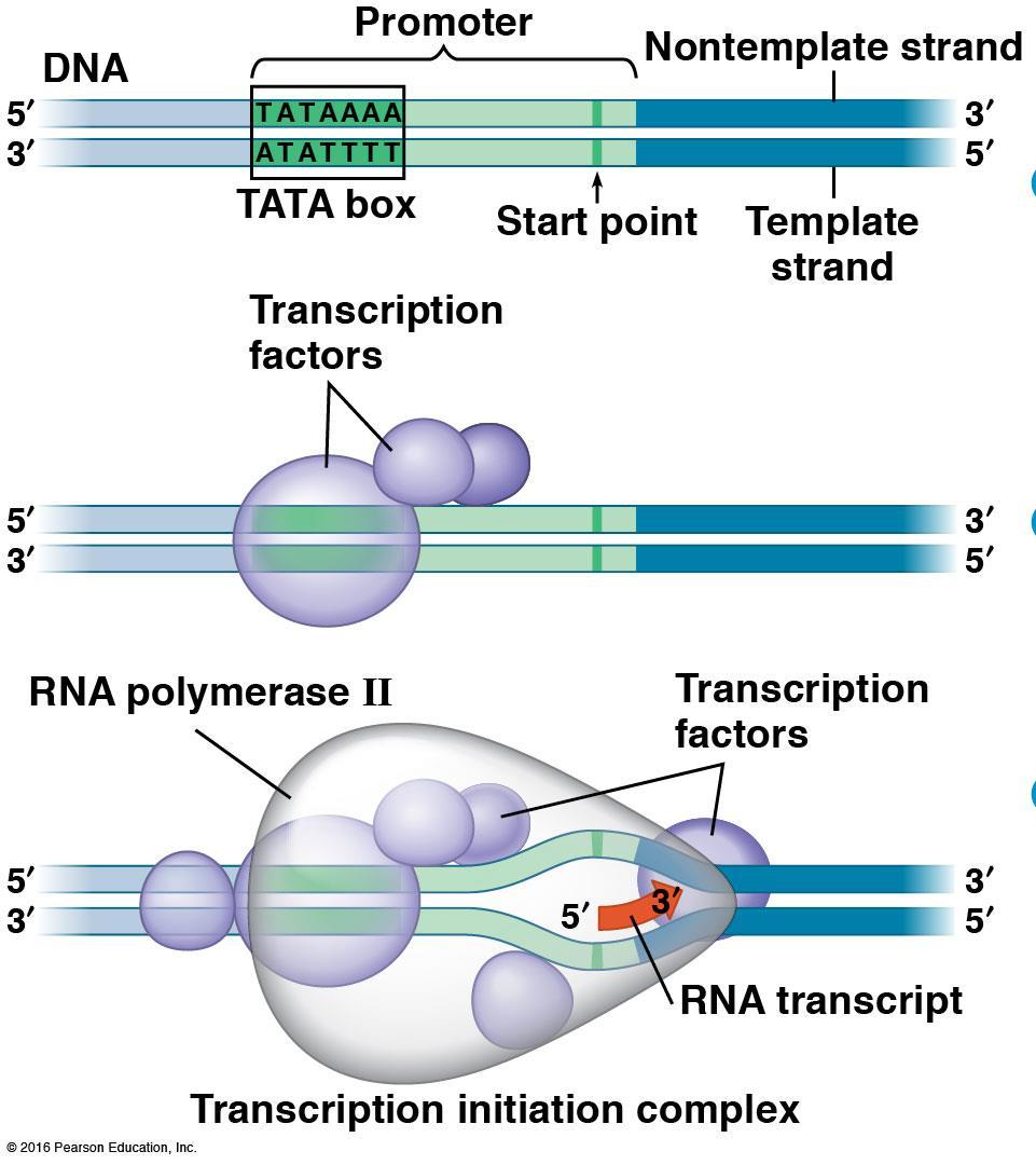 Eukaryotes: TATA box = DNA sequence (TATAAAA) in promoter region upstream from transcription start site Transcription factors