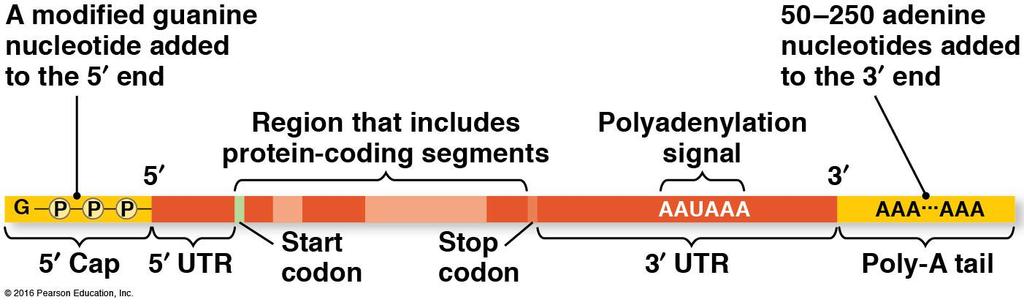 Additions to pre-mrna: 5 cap (modified guanine) and 3 poly-a tail (50-250 A s) are added Functions: 1.