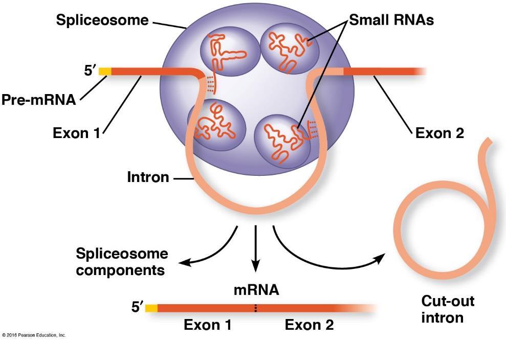 RNA Splicing small nuclear ribonucleoproteins = snrnps snrnp = snrna + protein Pronounced snurps Recognize splice sites snrnps join with other