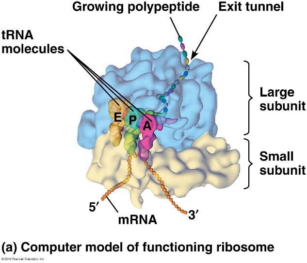Ribosomes Ribosome = rrna