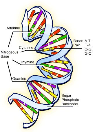 DNA - Deoxyribose nucleic acid Composed of nucleotides 2 primary functions 1.