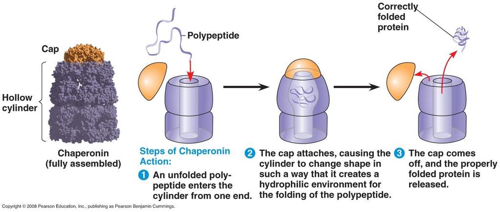 Protein Folding During synthesis, polypeptide chain coils and folds