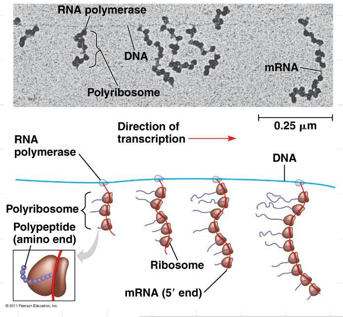 Polyribosomes: A single mrna can be translated by
