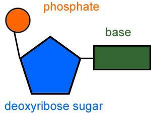 Nucleotide Deoxyribose sugar